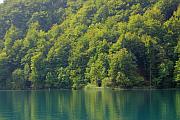 湖邊綠林