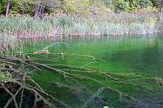 綠湖水