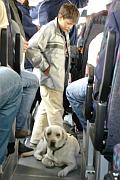 巴士上的狗乘客