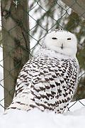 Snowy owl (雪鴞)