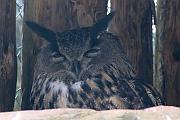 Eagle-owl (雕鴞)
