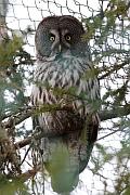 Great grey owl (烏林鴞)