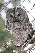 Tawny owl (灰林鴞)