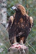 Golden eagle (金雕)