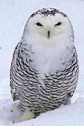 Snowy owl (雪鴞)