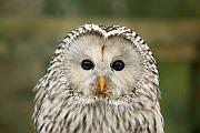 Ural owl (長尾林鴞)