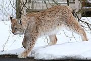Lynx (猞猁 / 山貓)