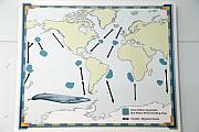 介紹藍鯨的繁殖地及遷徙路線