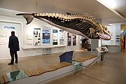 鯨魚博物館