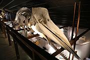 鯨魚骸骨標本