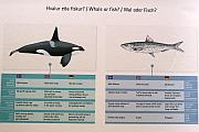 介紹鯨魚與魚類的分別