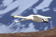 米湖上飛行的黃嘴天鵝