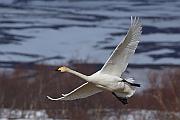 黃嘴天鵝 (Whooper Swan)