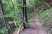 登上 Osojnica 觀景台的小路
